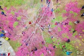 航拍：樱花绽放惹人醉 满园芬芳风情浓视频封面