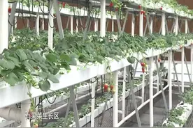 蔬菜不用长在土地里?新型大棚蔬菜立体种植,引领全新农业生产模式视频封面