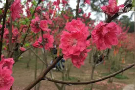 12万株桃花点亮春光！你还不来吗？视频封面