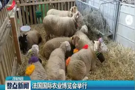 法国国际农业博览会举行视频封面