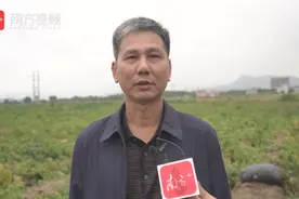 “土蛋蛋”变金蛋！惠东马铃薯大丰收，正在申报国家地理标准认证视频封面