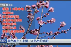 阳春三月花待命，春意盎然柳鹅黄！跟着“江苏赏花地图”去赏花视频封面