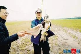 鱼鹰误入机场撞上驱鸟神器 厦门机场驱鸟队守护飞行安全图片