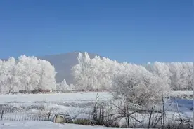 新疆阿勒泰现雾凇景观玉树琼花视频封面