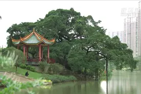 流花溪的前世今生视频封面