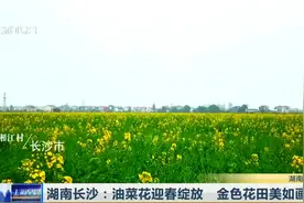 犹如一道道黄金彩带！湖南长沙油菜花迎春绽放，金色花田美如画视频封面