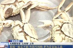 大闸蟹宝宝“三月青”上市！菜场一般买不到，市民可选择网购尝鲜视频封面