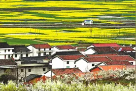 真美汉中 花海汉台与您相约图片