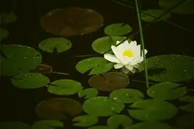 职场上，这几种性格的人，在未来更有可能成为领导图片