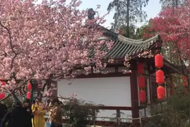 武大赏樱仍将免费预约：预计20日开启视频封面
