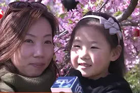 春暖花开正当时！上海顾村公园早樱绽放，游客踏青赏樱一饱眼福视频封面