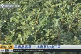 早春三月，春茶飘香，阳羡茶碧螺春等一大批早春茶迎来开采期视频封面