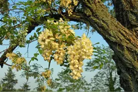 鲜花也是蔬菜，有哪些鲜花可以吃呢？维生素含量丰富，益处多多图片