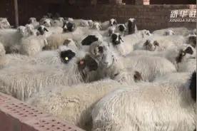 来认识一下宁夏盐池滩羊视频封面