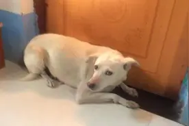 女主人出嫁，忠犬两堵房门不让新郎进屋视频封面