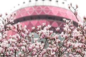 每日壹图：中国|“网红”白玉兰图片