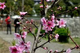 春暖浦东，十里桃花！二十九届上海桃花节周末开启，快来赏花吧！视频封面