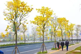 黄花风铃邕城怒放，满城尽带“黄金甲”图片