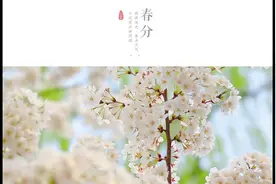 春分|百花争明媚 莫负好春光视频封面