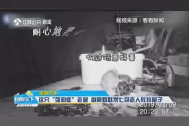 奇闻异事！这只“强迫症”老鼠 ， 每晚默默帮七旬老人收拾屋子视频封面