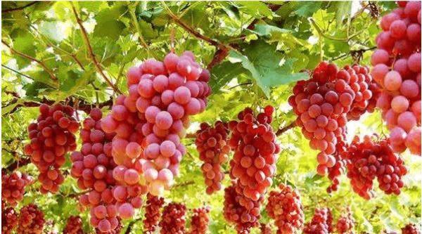 安胎的最佳水果 2026年安胎的最佳水果有哪些