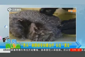 英国刺猬都秃了？全身毛刺脱落看上去像只老鼠，正接受按摩治疗视频封面