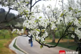 “发如雪”的浪漫！成都新津千亩梨花进入盛花期视频封面