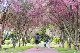 视频+美图|紫马岭公园两排红花檵木正灿烂盛开，你打卡了吗视频封面