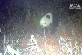 四川乐山马边大风顶自然保护区拍摄到野生大熊猫视频封面