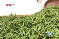 南京“头锅”雨花茶出炉  每斤价格飙升至万元视频封面