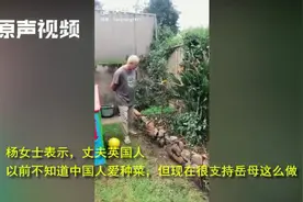 中国丈母娘让洋女婿大型懵！把悉尼别墅花园改菜地，后者看完尝了视频封面