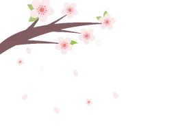 满园樱花仍然绽放，绝美意境不容错过！图片