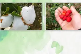 手边的春天 | 邂逅山野美味 你会不会把春天吃进嘴里？视频封面