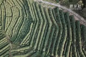 采茶工：为茶辛苦为茶甜视频封面