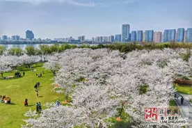 绍兴：瓜渚湖畔 樱花如雪图片
