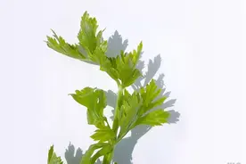 女人想皮肤好，推荐4种食物，美白护肤，不妨一试，增强抵抗力图片