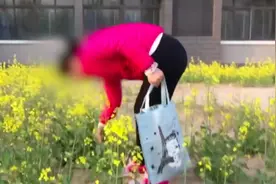 河南高校油菜花盛开，大妈拿袋子钻花田：摘回家做菜视频封面