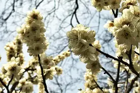 47秒丨青岛中山公园玉兰梅花枝头争艳 樱花预计4月10日绽放视频封面