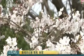 一夜之间如云似霞！万株染井吉野怒放，顾村公园樱花进入盛花期视频封面