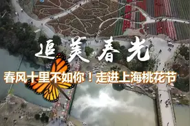 追美春光丨春风十里不如你！走进上海桃花节视频封面