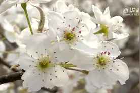 追美春光 | 阳春三月 寻梦梨花视频封面