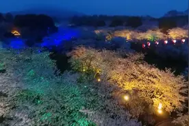 来看航拍下的夜樱有多美！视频封面