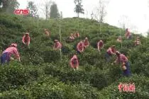 世界三大高香红茶齐聚安徽 祁门红茶开园采摘视频封面
