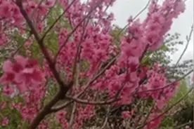 别人家的学校！高校放假6天 让学生赏花谈恋爱