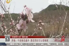 济南一千五百亩桃花盛开，赏花同时可认领桃树，桃子产量也可观视频封面