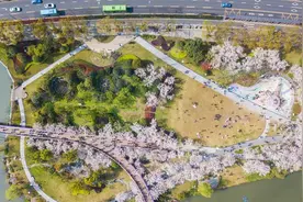乱花渐欲迷人眼 樱花公园美如雪 君若要问怎么去 地铁1号线！图片