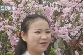几十名美女身穿汉服，漫步在樱花树下，甚至还有网红在直播视频封面