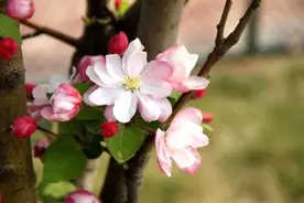 40秒｜莫负好春光 平阴海棠园内花开烂漫等你来视频封面