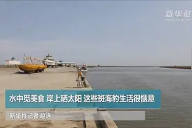 辽东湾的“老朋友”：斑海豹洄游添丁进口视频封面