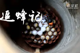 追蜂记视频封面